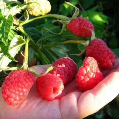 Малина ГОРДОСТЬ РОССИИ в Гродно