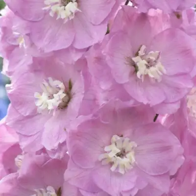 Дельфиниум ПЕТТИКОУТ гибридный в Гродно