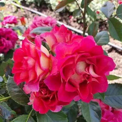 Роза БРЕРА флорибунда в Гродно