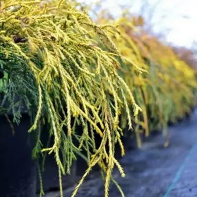 Кипарисовик ВАВЕЛ горохоплодный в Гродно