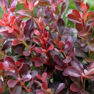 Барбарис АТРОПУРПУРЕА НАНА тунберга в Гродно