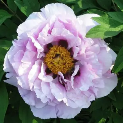 Пион СИНИЙ САПФИР древовидный в Гродно