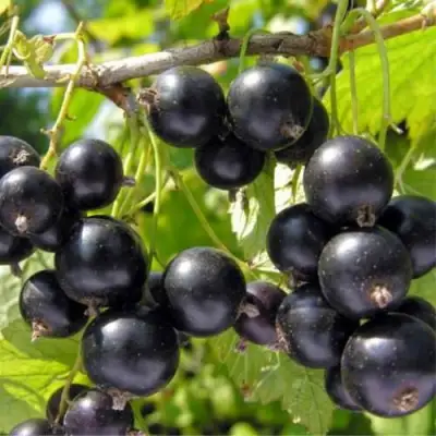 Смородина черная ОРЛОВСКИЙ ВАЛЬС в Гродно