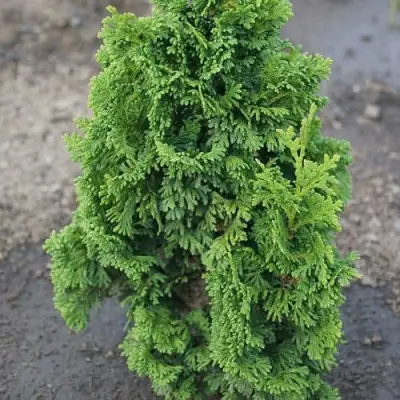 Туя ЗМАТЛИК западная в Гродно