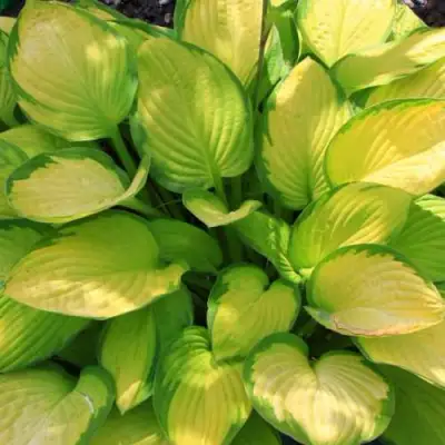 Хоста ГОЛД СТАНДАРТ Форчуна в Гродно