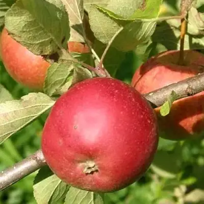 Яблоня ПОСПЕХ в Гродно