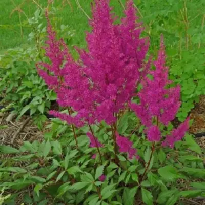 Астильба ЭЛИЗАБЕТ ВАН ВИН японская в Гродно