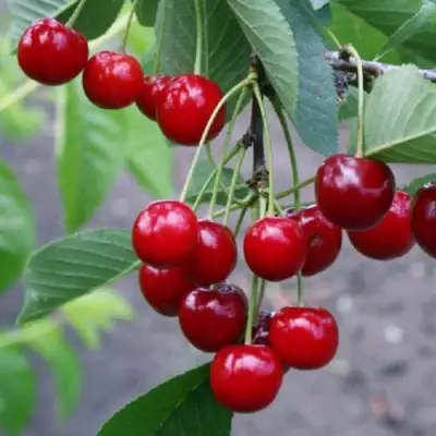 Вишня ЗАРАНКА в Гродно