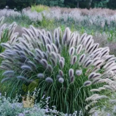 Пеннисетум БЛЭК БЬЮТИ в Гродно
