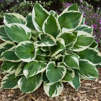 Хоста КАРИН гибридная в Гродно