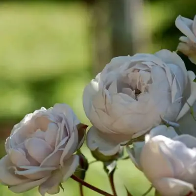 Роза ГРИЗЕЛИС шраб в Гродно