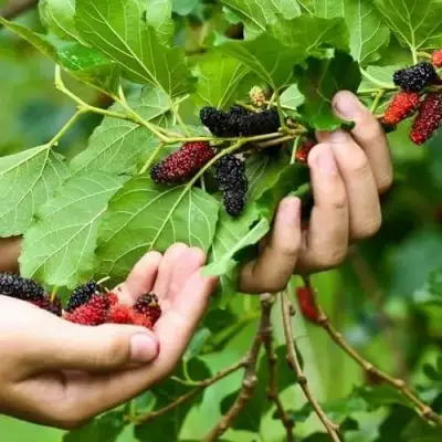 Шелковица ГАЛИЦИЯ в Гродно