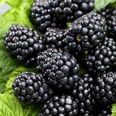 Ежевика БЖЕЗИНА бесшипная  в Гродно