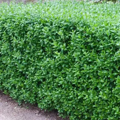 Бирючина обыкновенная АТРОВИРЕНС в Гродно