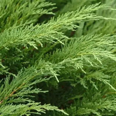 Можжевельник ТАМАРИСЦИФОЛИЯ казацкий  в Гродно