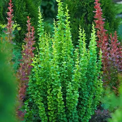 Барбарис ЭРЕКТА тунберга в Гродно