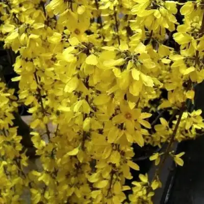 Форзиция ГОЛДРАУШ в Гродно