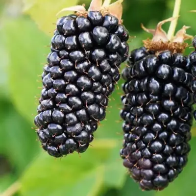 Ежевика КОЛАМБИЯ ГИГАНТ бесшипная в Гродно