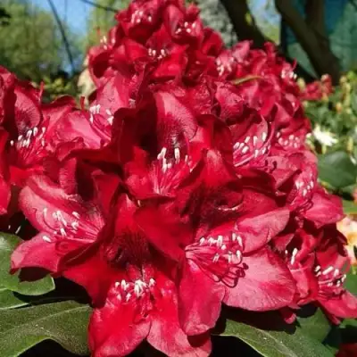 Рододендрон МАТАДОР в Гродно