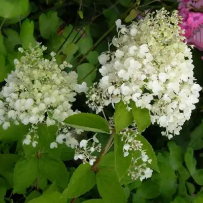 гортензия метельчатая дартс литл дотт