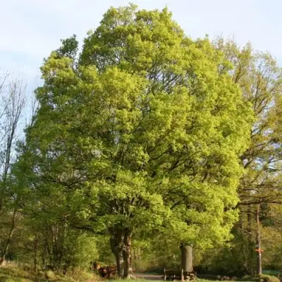 Клен полевой в Гродно