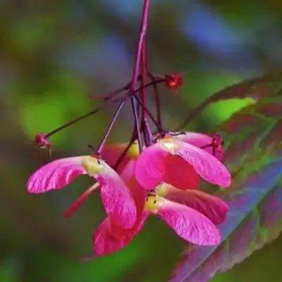 Клен пальмолистный в Гродно