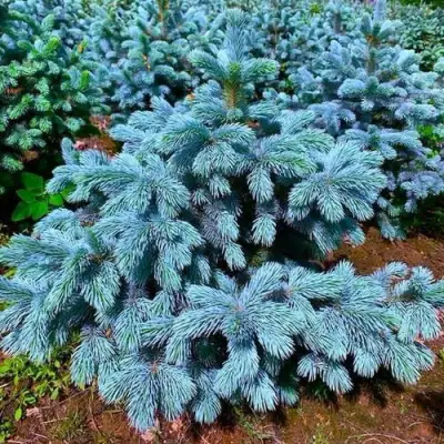 Ель СУПЕР БЛЮ СИДЛИНГ колючая в Гродно