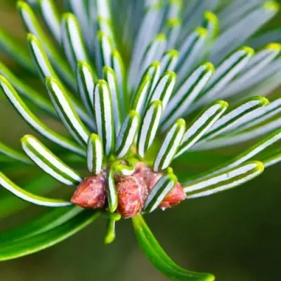 Пихта белая в Гродно