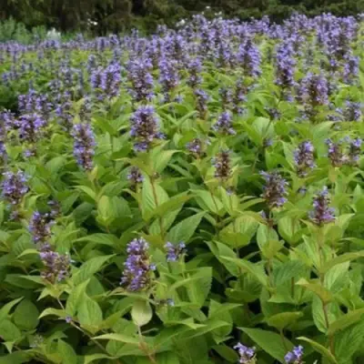 Котовник БЛЮ ДРИМС полусидячий в Гродно
