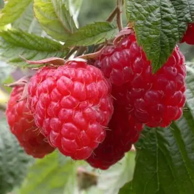 Малина ГЕРАКЛ в Гродно