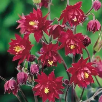 Аквилегия РУБИ ПОРТ обыкновенная в Гродно