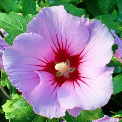 Гибискус ПИНК ФЛИРТ сирийский в Гродно