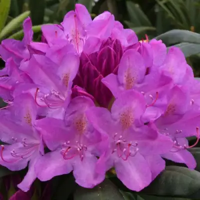Рододендрон РОЗЕУМ ЭЛЕГАНС в Гродно
