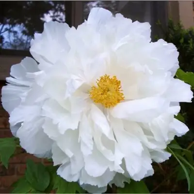 Пион БЕЛЫЙ НЕФРИТ древовидный в Гродно