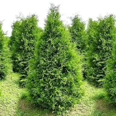 Туя БРАБАНТ западная в Гродно