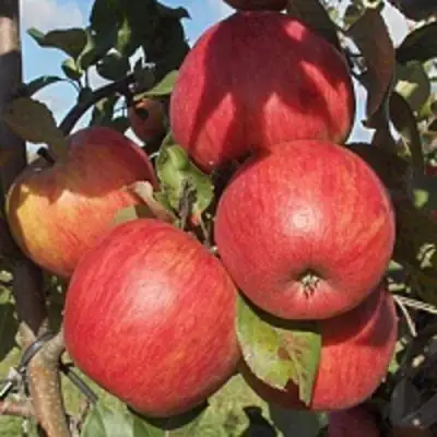 Яблоня ПЕРСИКОВАЯ в Гродно