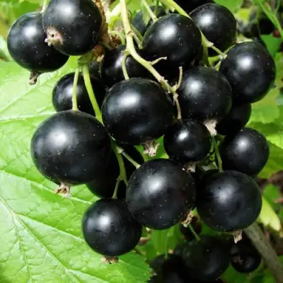 Смородина чёрная ЭКЗОТИКА в Гродно