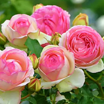 Роза ПЬЕР ДЕ РОНСАР плетистая в Гродно