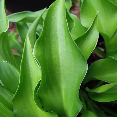 Хоста ГАРРИ ВАН ТРИЕР в Гродно