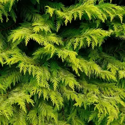 Кипарисовик ГОЛДЕН ВОНДЕР лавсона в Гродно