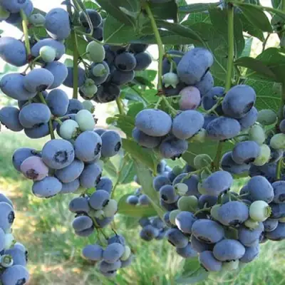 Голубика ЛИБЕРТИ в Гродно