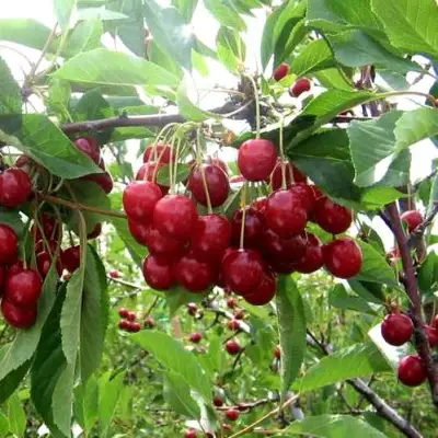 Вишня ТУРГЕНЕВКА в Гродно