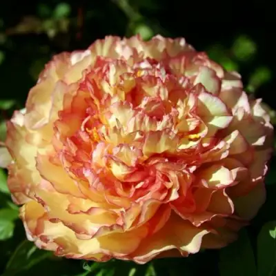 Пион ЗОЛОТАЯ РОССЫПЬ древовидный в Гродно