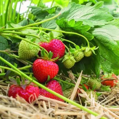 Клубника ЭЛЬСАНТА в Гродно