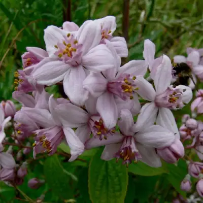 Дейция МОУНТ РОУЗ в Гродно