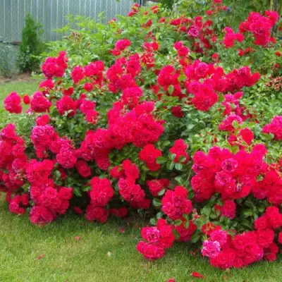 Роза РАДОСТЬ САДОВНИКА (ГАРТЕН ФРОЙДЕ) почвопокровная в Гродно