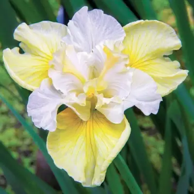 Ирис ЙЕЛЛОУ ТЕЙЛ сибирский в Гродно