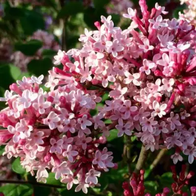 Сирень РЕД ПИКСИ в Гродно