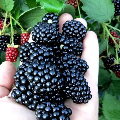 Ежевика ПОЛАР бесшипная  в Гродно