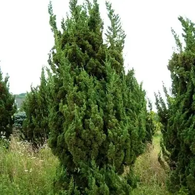 Можжевельник КАЙЗУКА китайский в Гродно